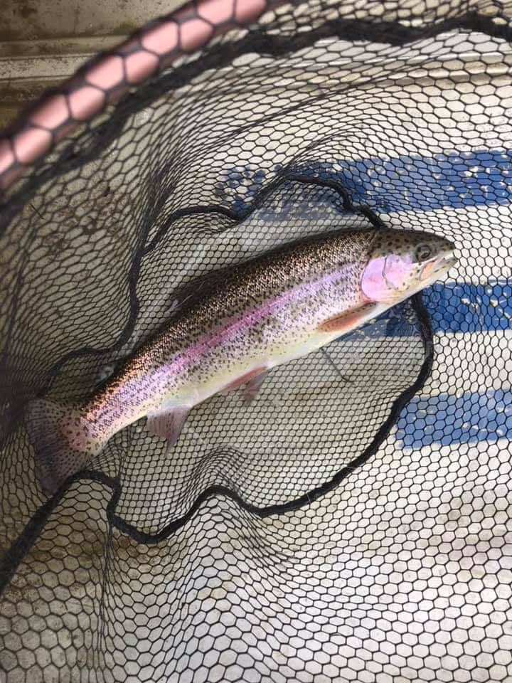 Gallery Springfield Fishery